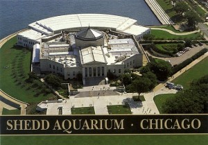 shedd-aquarium_5286306